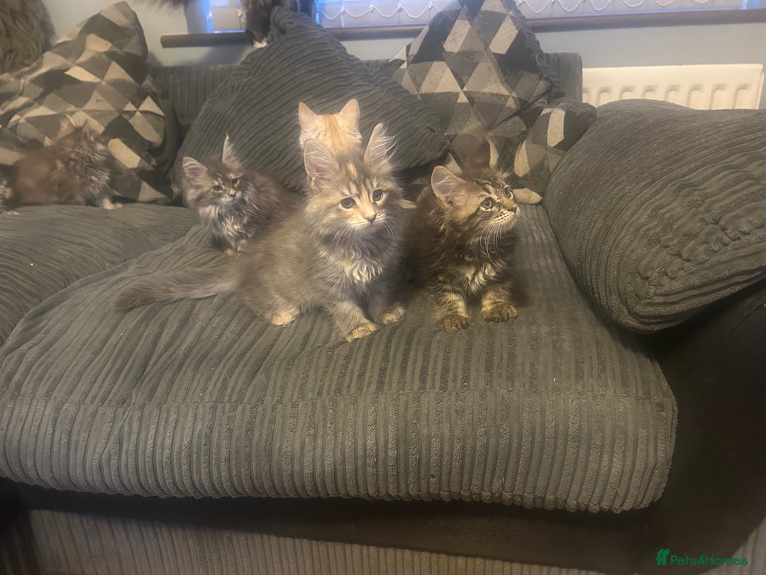 Maine Coon cats for sale: Gorgeous bundles of fluff n mischief  - Image 10