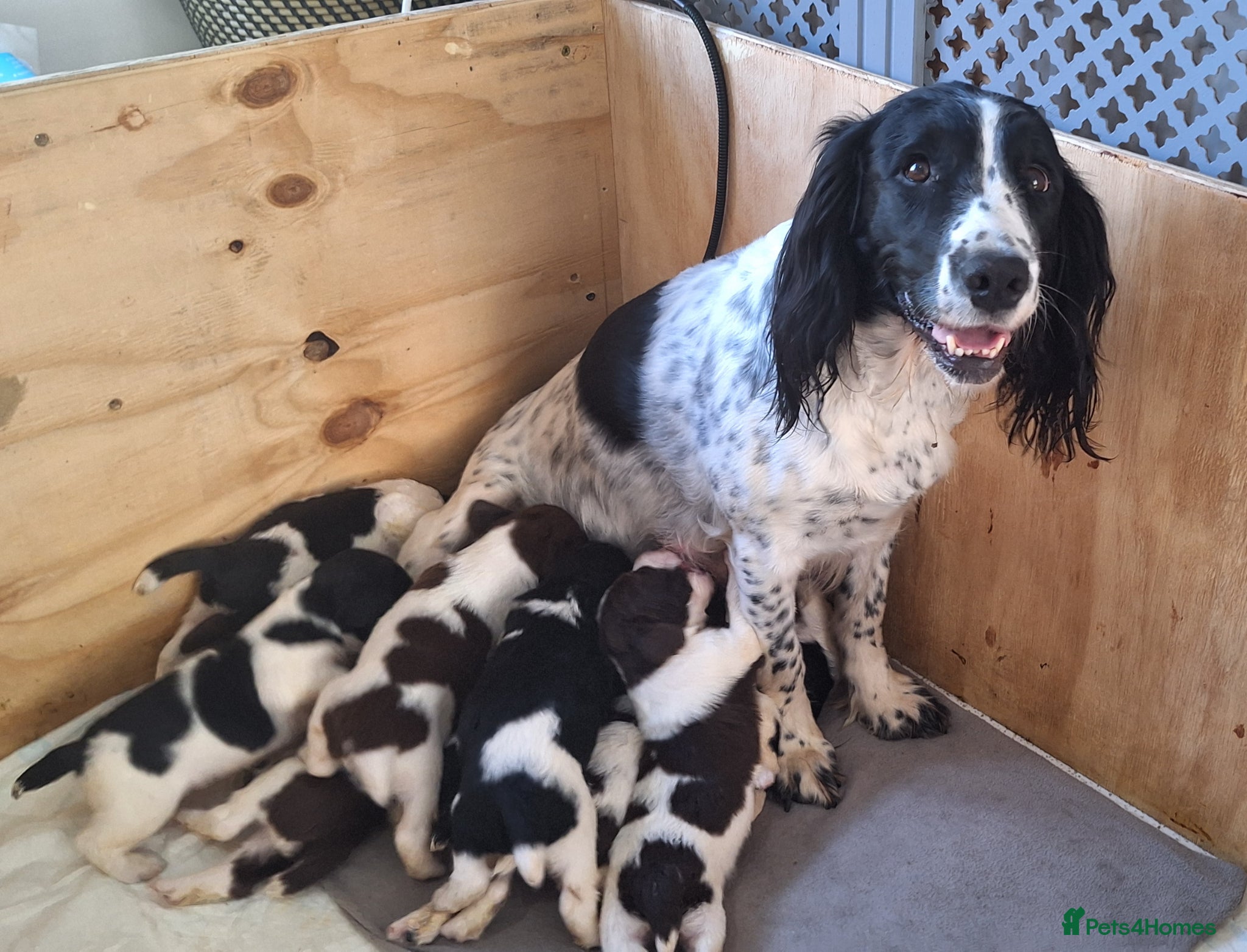 English Springer Spaniel dogs KC Working Springer Spaniel Puppies heavily marked - Advert 1