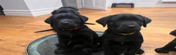 Labrador Retriever dogs for sale: 2 beautiful boys unreserved from first litter  - Advert 4