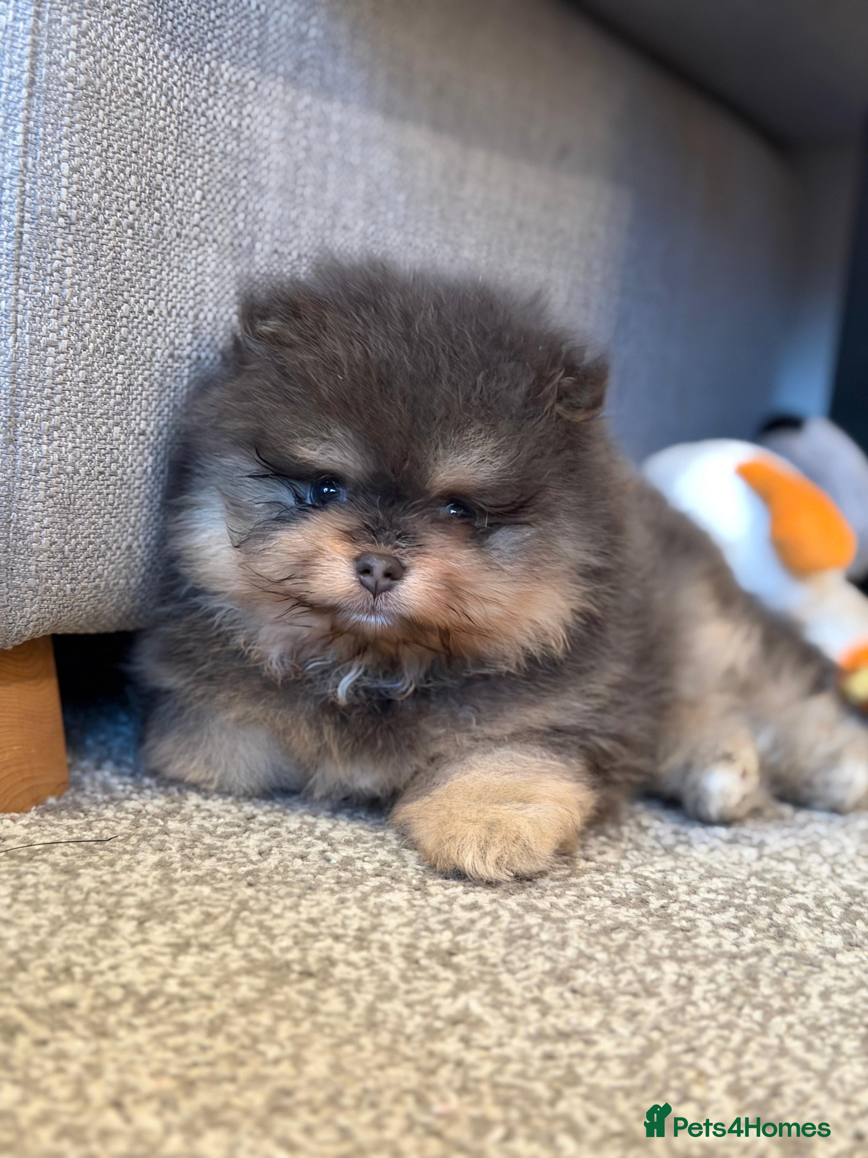 Pomeranian dogs Amazing quality teddy bear Pomeranian pups  - Advert 13