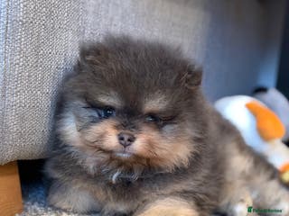 Pomeranian dogs Amazing quality teddy bear Pomeranian pups - Advert 13