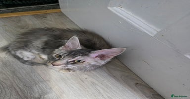 Maine Coon cats in Blackpool - Advert 5
