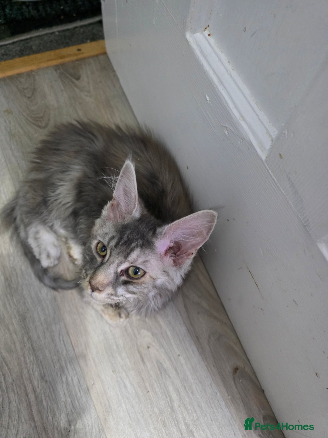 Maine Coon cats for sale: TICA REGISTERED STUNNING MAINE COON KITTENS  in Blackpool - Image 2