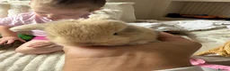 Mini Lop rabbits for sale: 2 mini lop babies - Advert 3