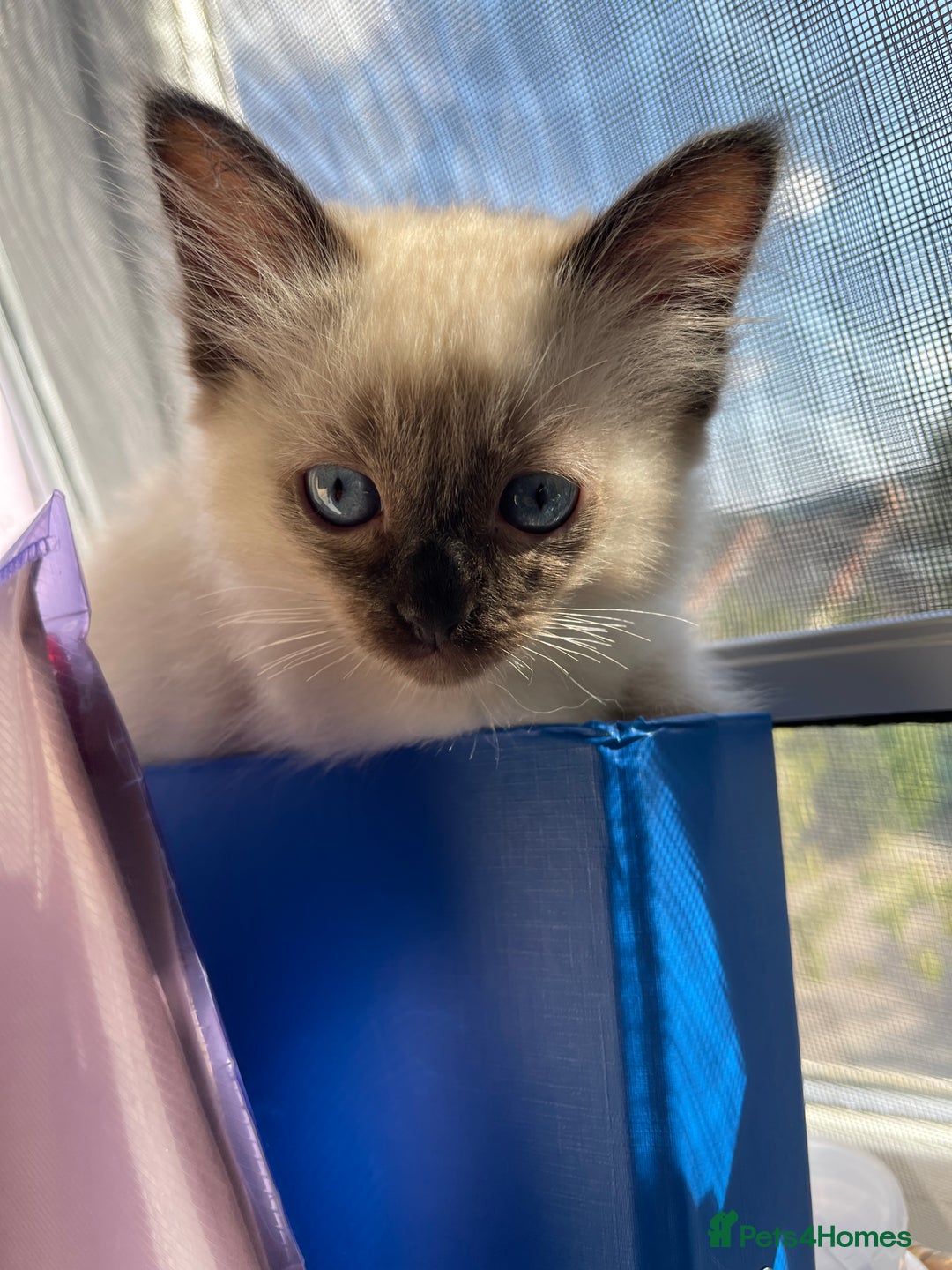 Ragdoll cats for sale: Exquisite 6th Generation PUREBREED Ragdoll Kittens - Image 10