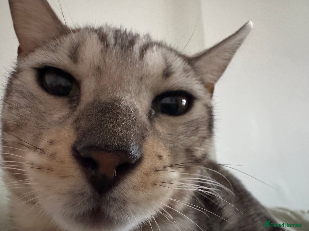 Bengal cats for sale: Rehoming Silver Bengal  - Image 5