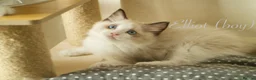Ragdoll cats for sale: TICA championship Ragdoll Kittens  in London - Advert 15