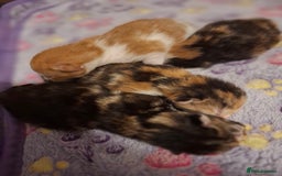 Mixed Breed cats for sale: Beautiful kittens - Advert 5