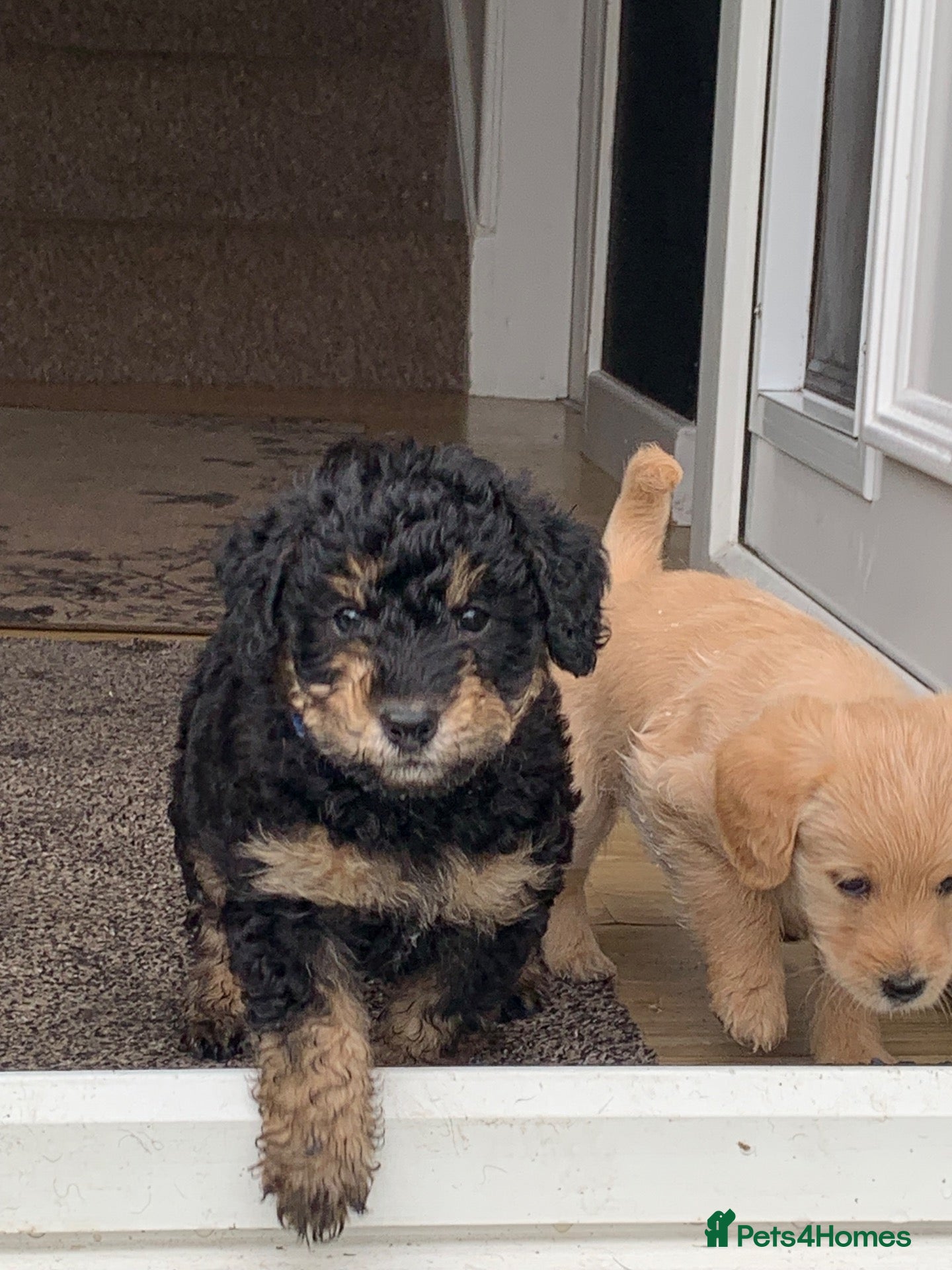 Cockapoo dogs Beautiful F1b Cockapoo Puppies phantom colours 🐾 - Advert 2