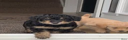 Cockapoo dogs for sale: Beautiful F1b Cockapoo Puppies phantom colours 🐾 - Advert 2