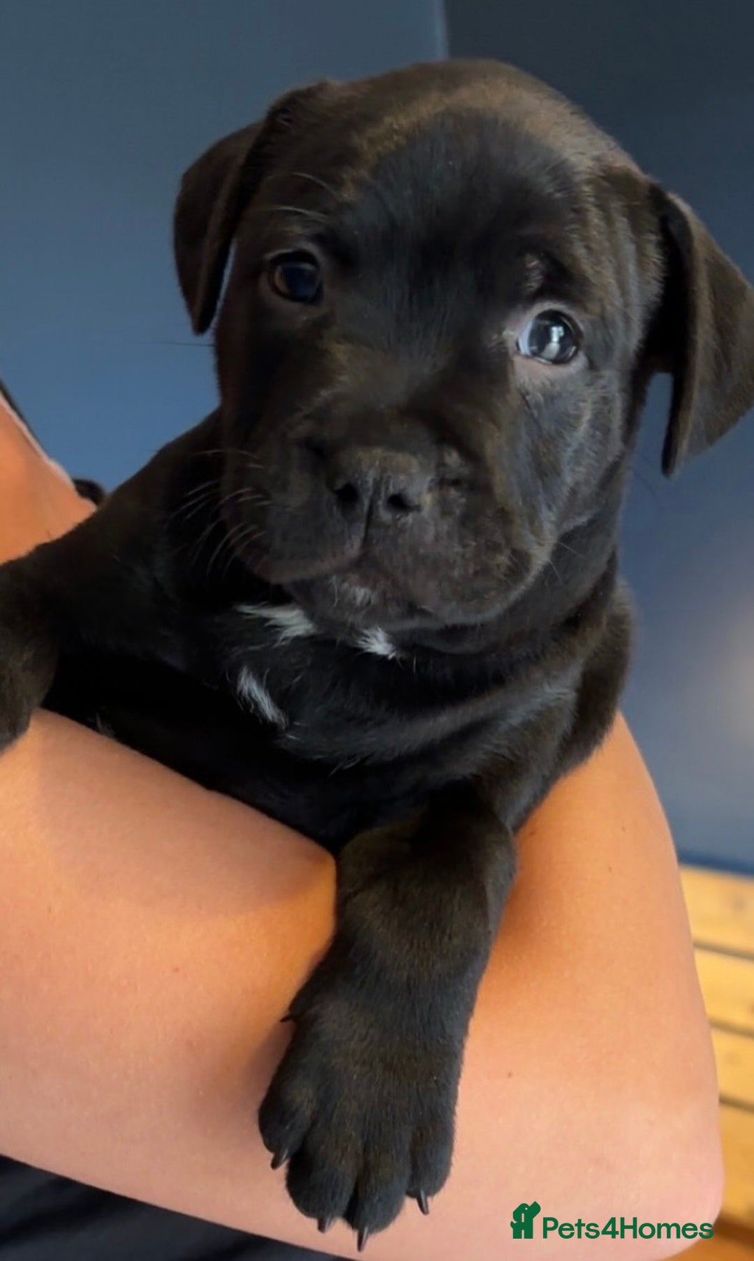 Staffordshire Bull Terrier dogs for sale: Staffy pups looking for their forever homes 🏡  - Image 17