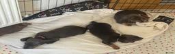 Miniature Dachshund dogs for sale: Blue and tan Mini dachshund pups ready !! 5 left!  in Newport - Advert 23