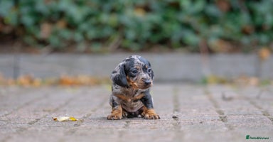 Miniature Dachshund dogs - Advert 12