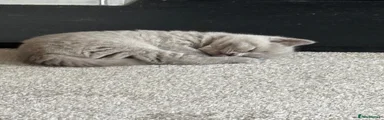 British Shorthair Kitten 
