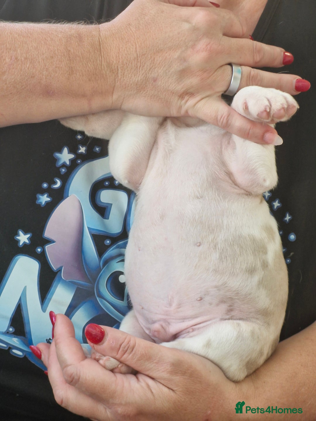 French Bulldog dogs for sale: French Bulldog Puppies - Image 8