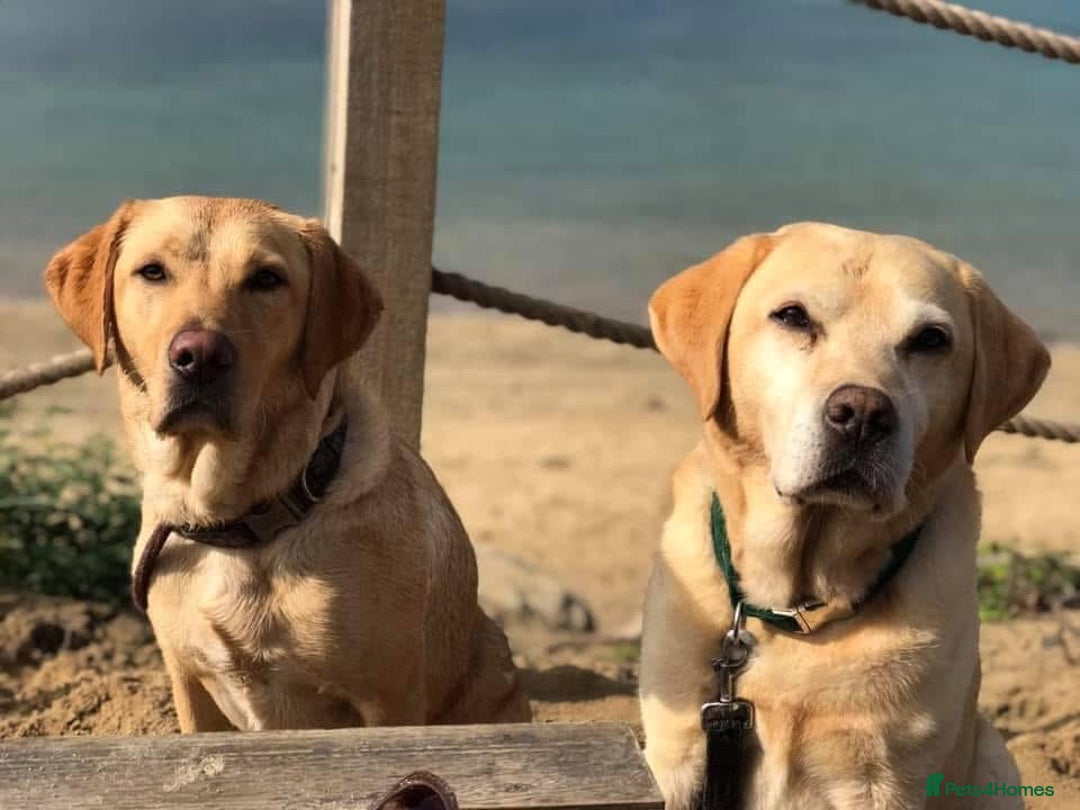 Labrador Retriever dogs for sale: Chunky KC Registered Labrador puppies - Image 16