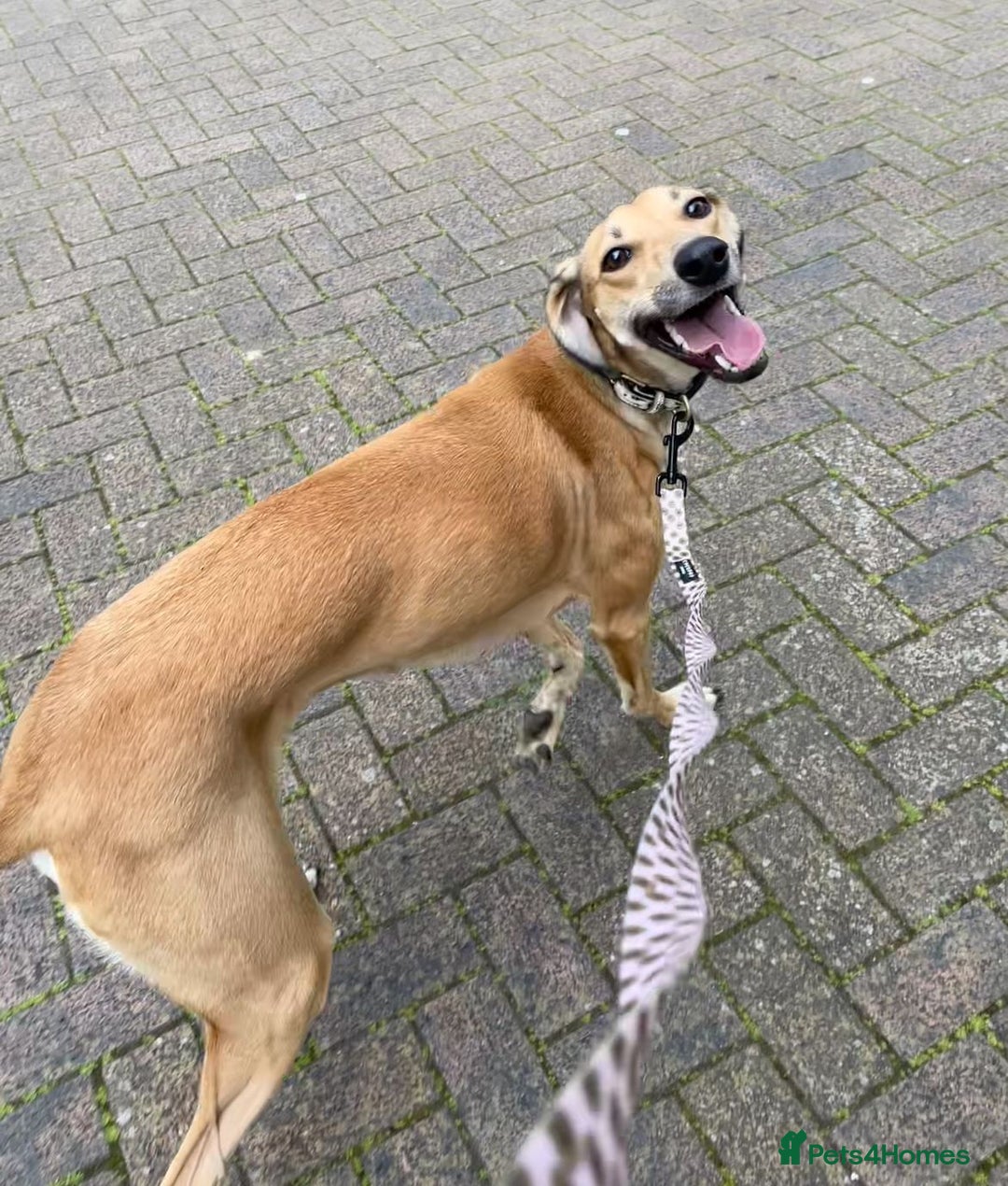 Mixed Breed dogs for sale: Beautiful saluki x greyhound for adoption - Image 30