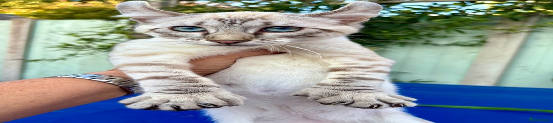 Keetso Kitten 1
