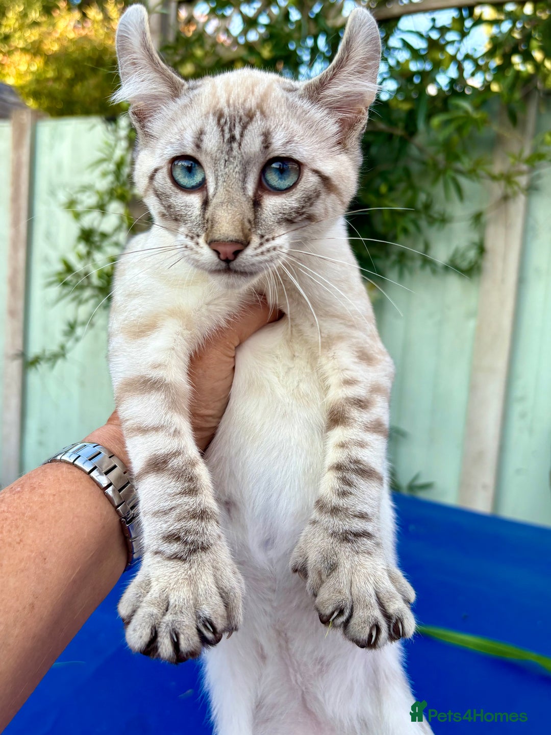 Keetso cats for sale: Wild looking polydactyl curled eared snow leopard  - Image 1