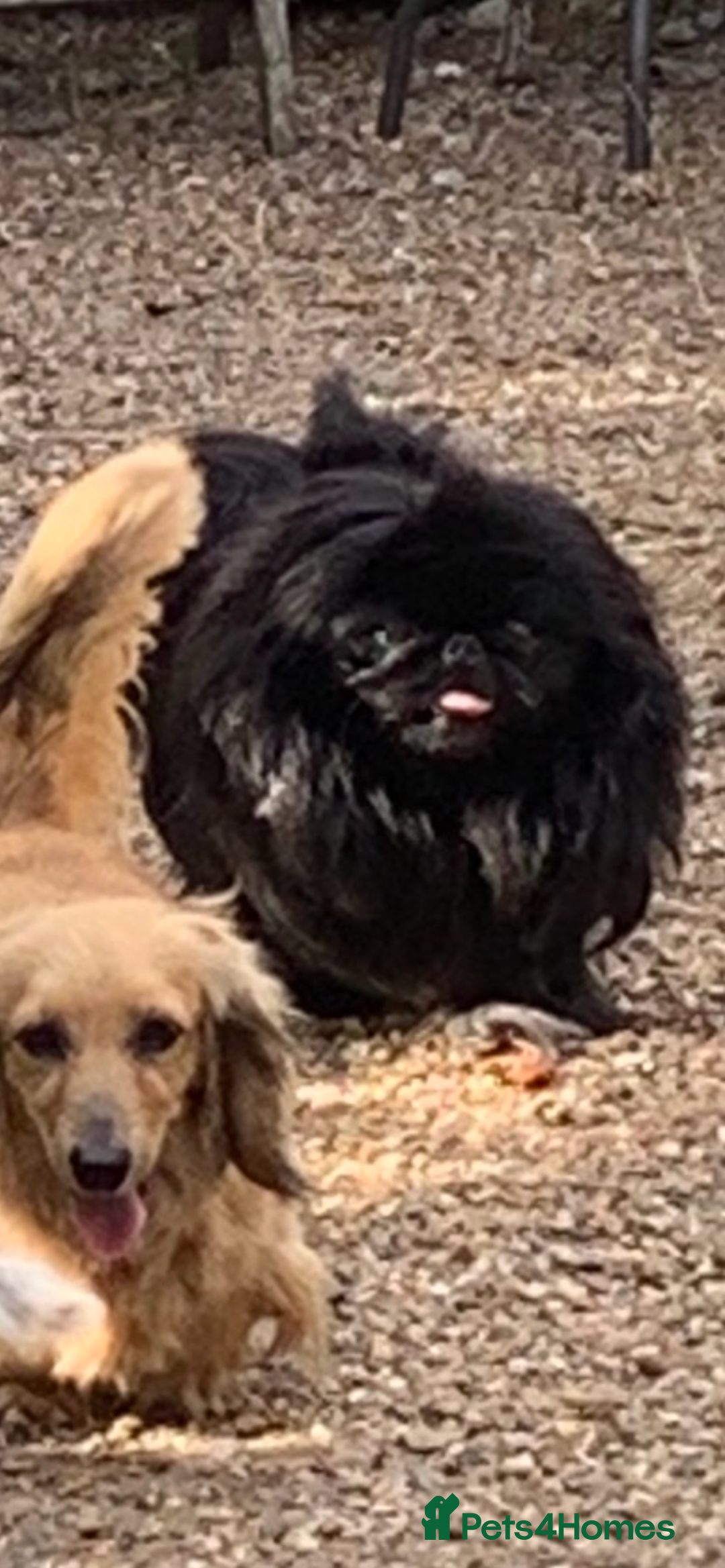 Pekingese dogs for sale: Top quality KC Reg Pekingese boys - Image 6