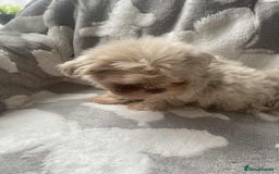 Shih Tzu dogs for sale: 2 lovely Shih Tzu boys for sale  - Image 5