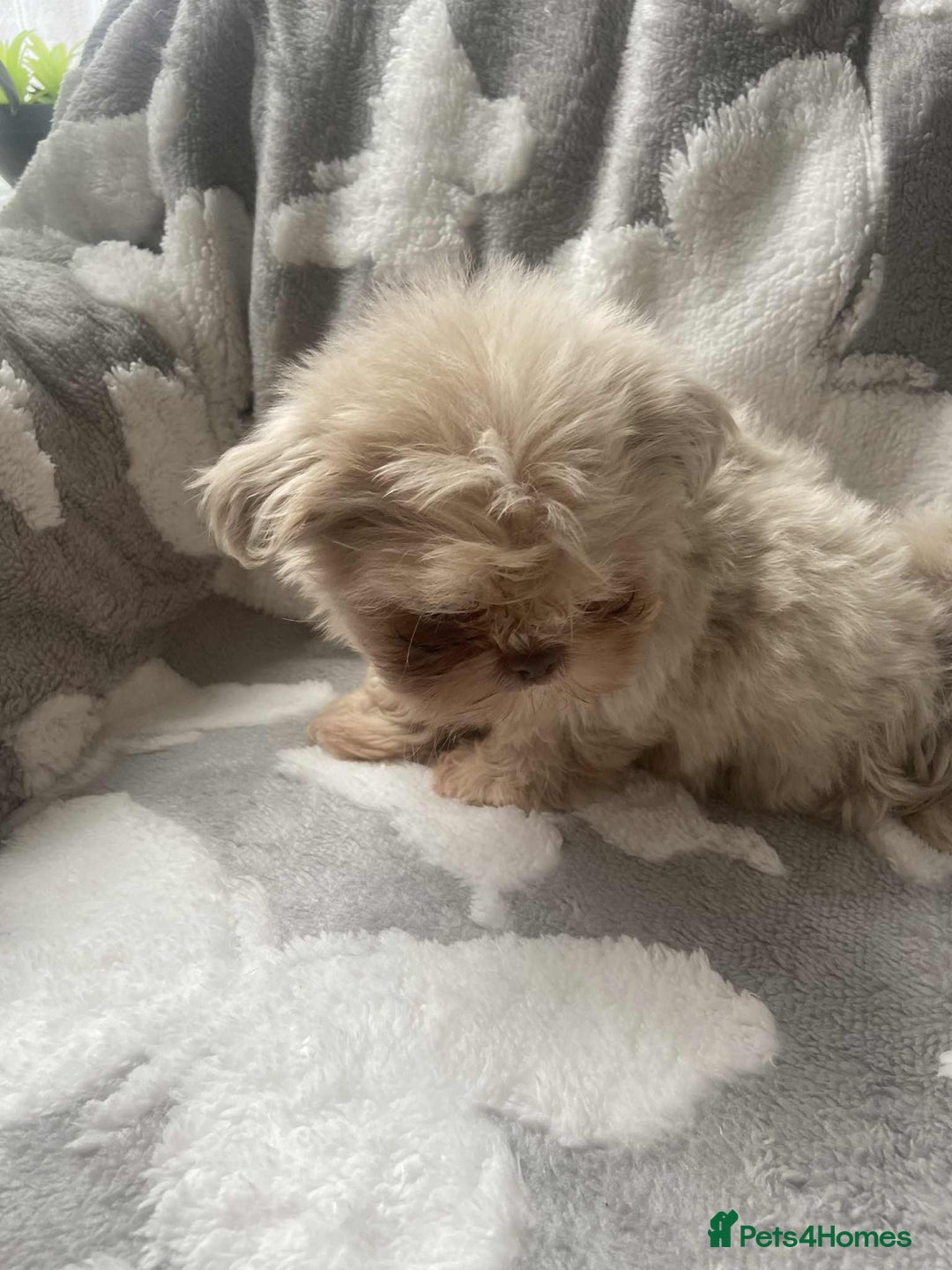 Shih Tzu dogs for sale: 2 lovely Shih Tzu boys for sale  - Image 5