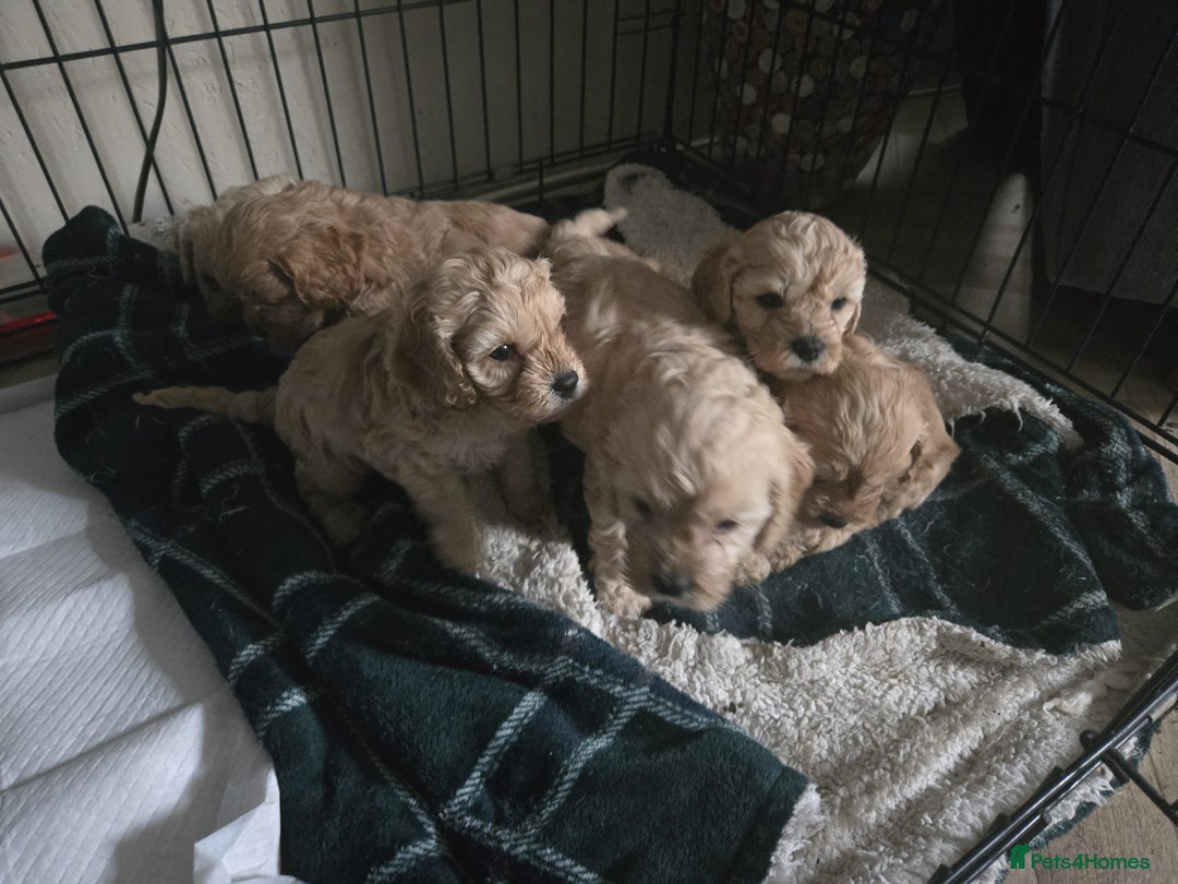 Cockapoo dogs for sale: 6 Gorgeous American cockapoo pups (Yankeedoodle) - Advert 1