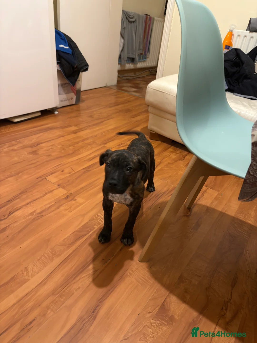 Presa Canario dogs for sale: Presa canario puppy in Birmingham - Advert 6