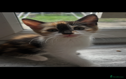 Mixed Breed cats for sale: Kittens  - Image 1