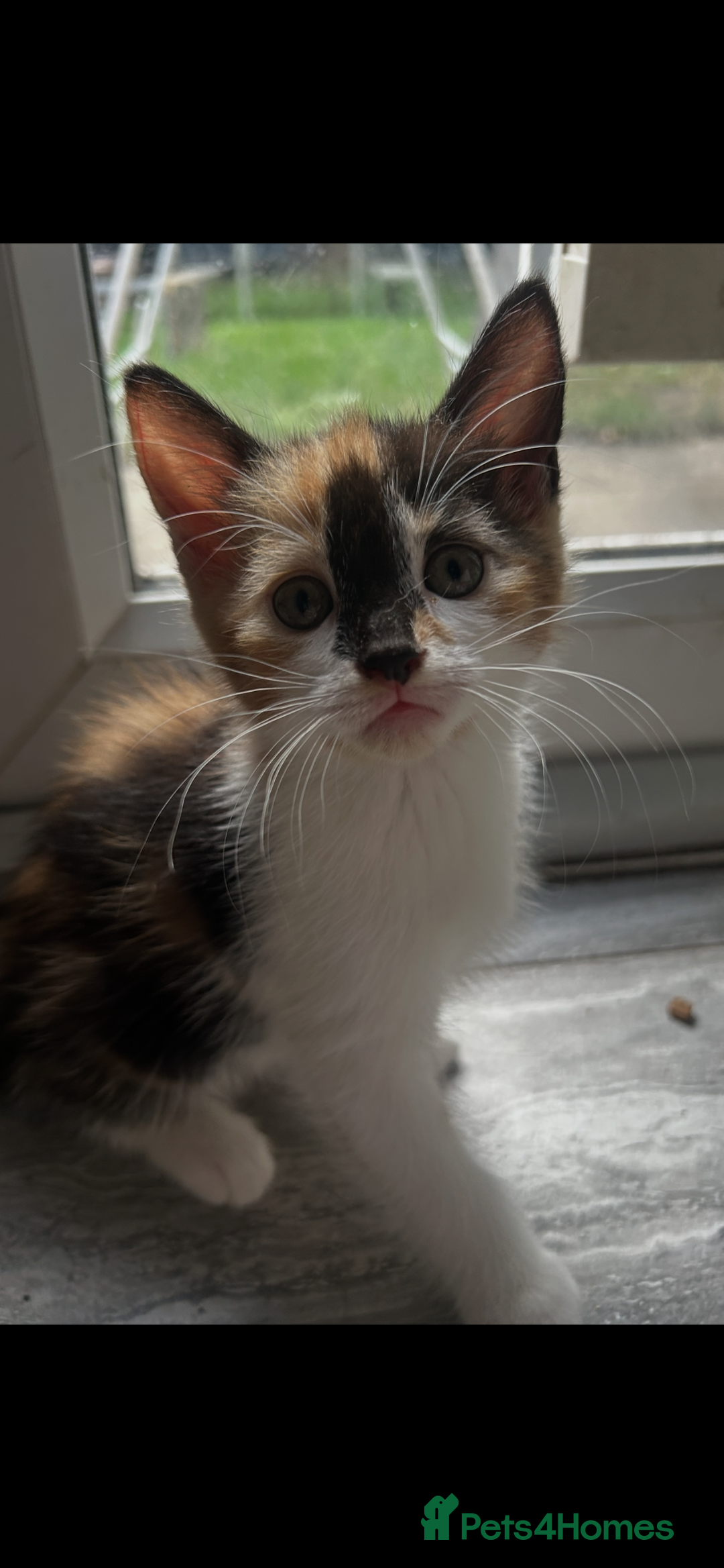 Mixed Breed cats for sale: Kittens  - Image 1