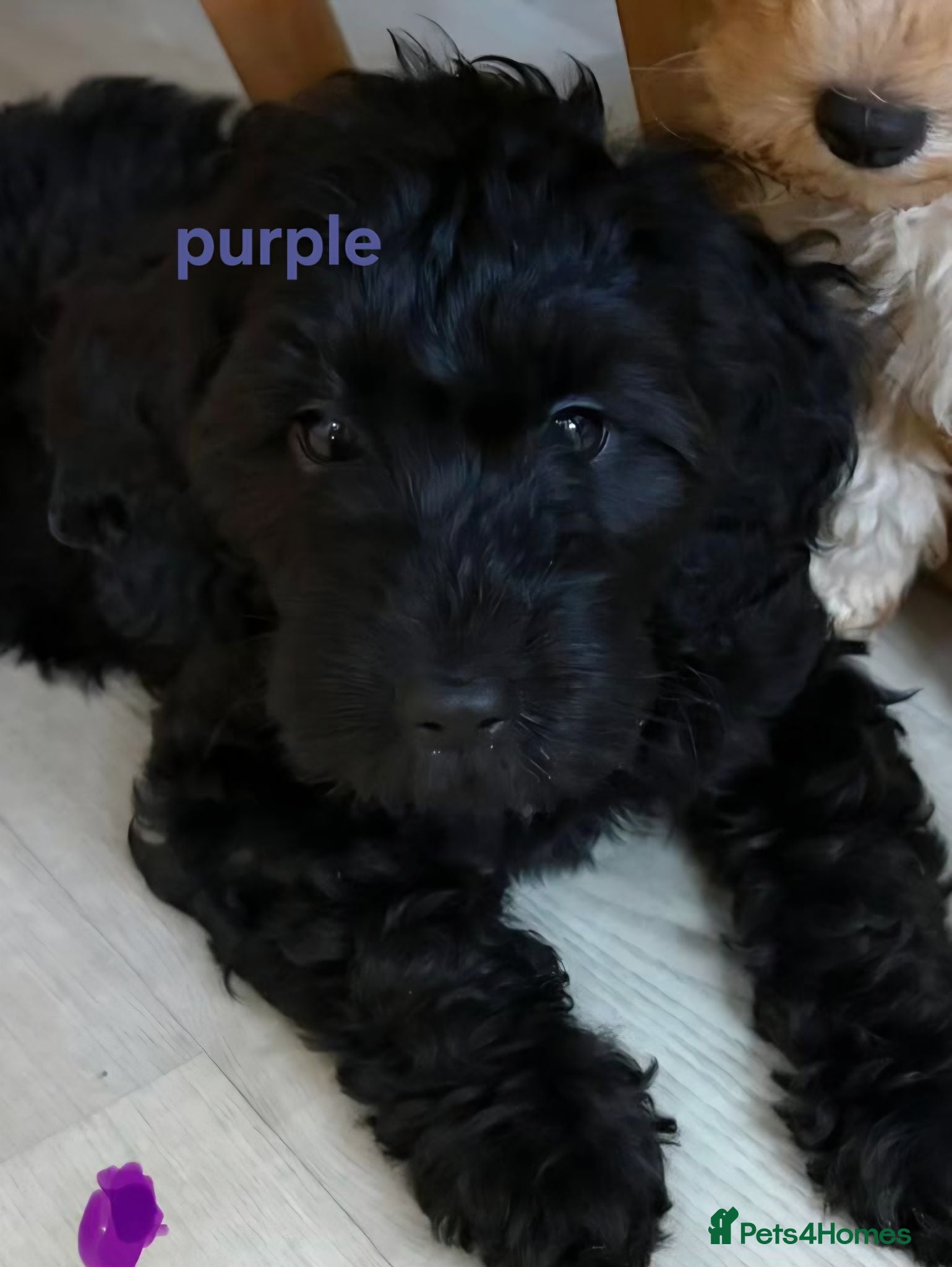 Cockapoo dogs Stunning F1B Cockapoos - DNA Clear - Advert 2
