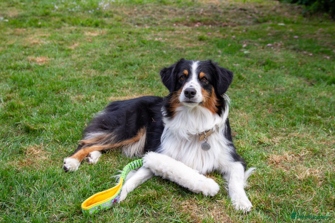 Australian Shepherd dogs for sale: Black Tri Aussie Boy in Abingdon - Image 14
