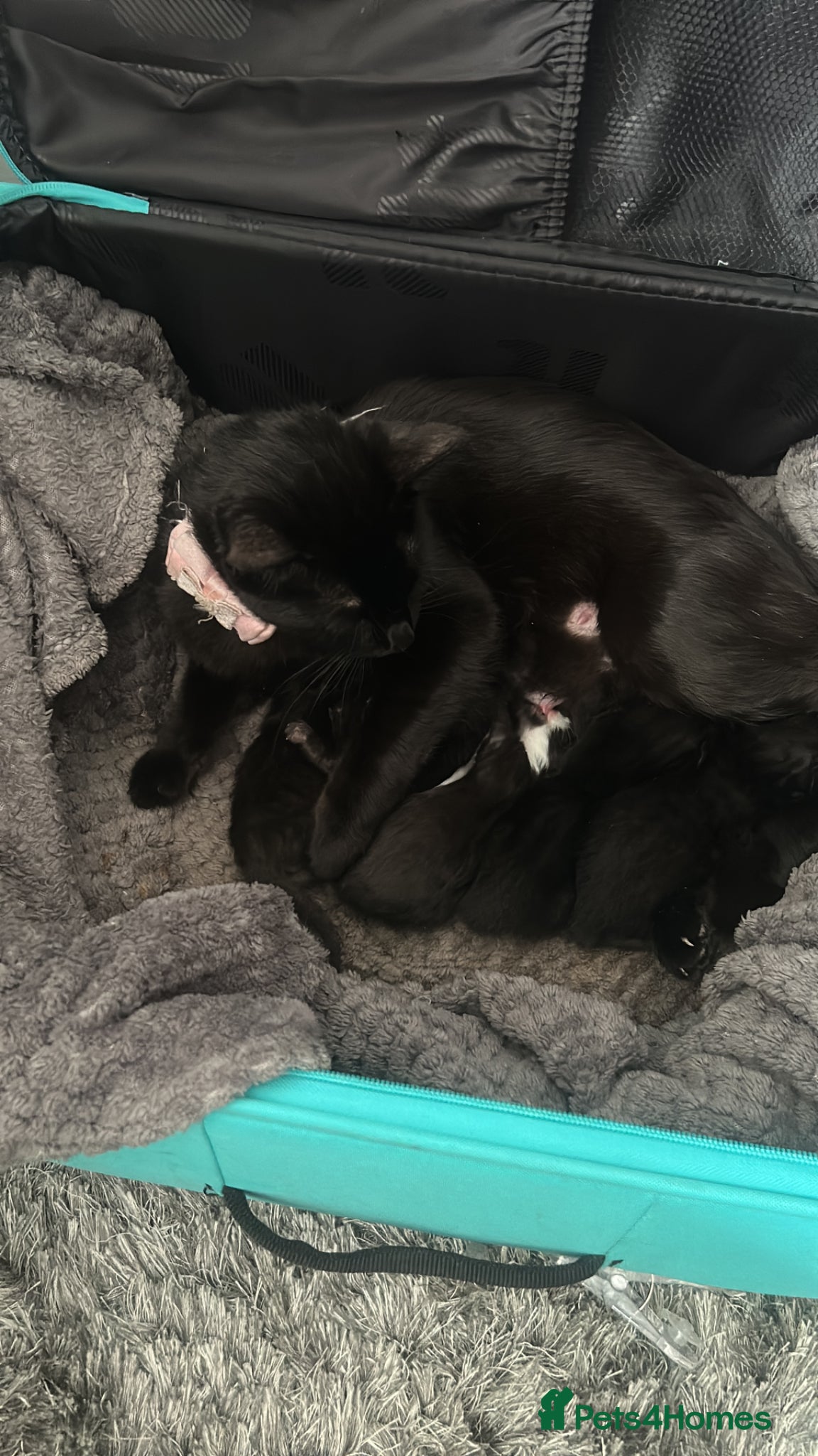 Mixed Breed cats New born Tuxedo and black kittens :D - Advert 1