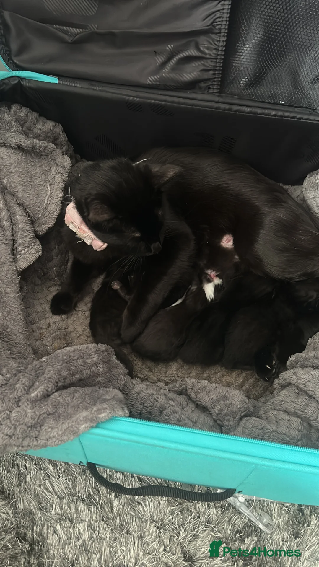Mixed Breed cats for sale: New born Tuxedo and black kittens :D - Advert 1