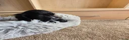 Cocker Spaniel dogs for sale: Working Type Cocker Spaniels - Advert 36
