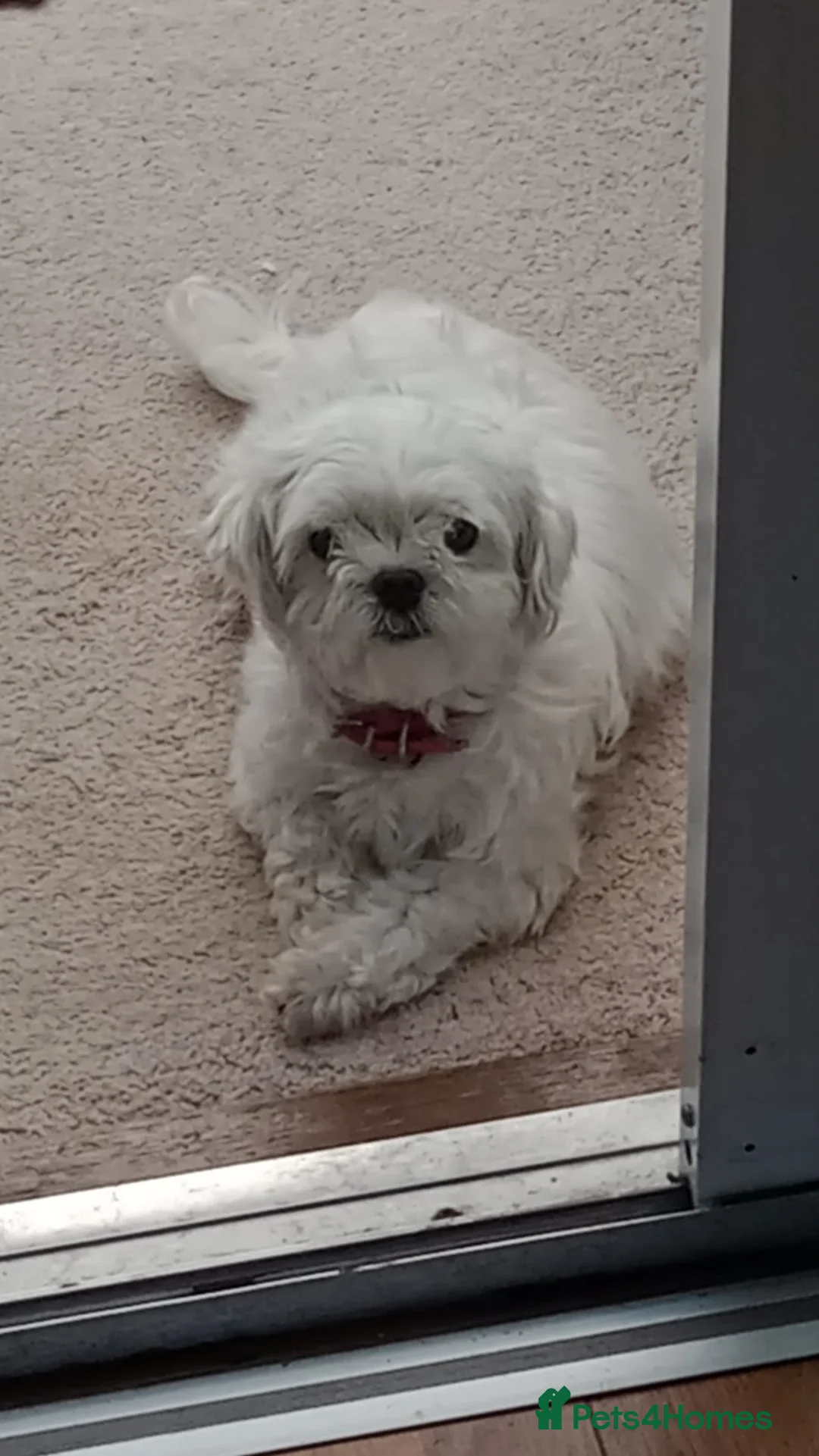 Maltese dogs for sale: EXQUISITE 5STAR TOY MINIATURE KOREAN MALTESE PUPPY - Advert 4