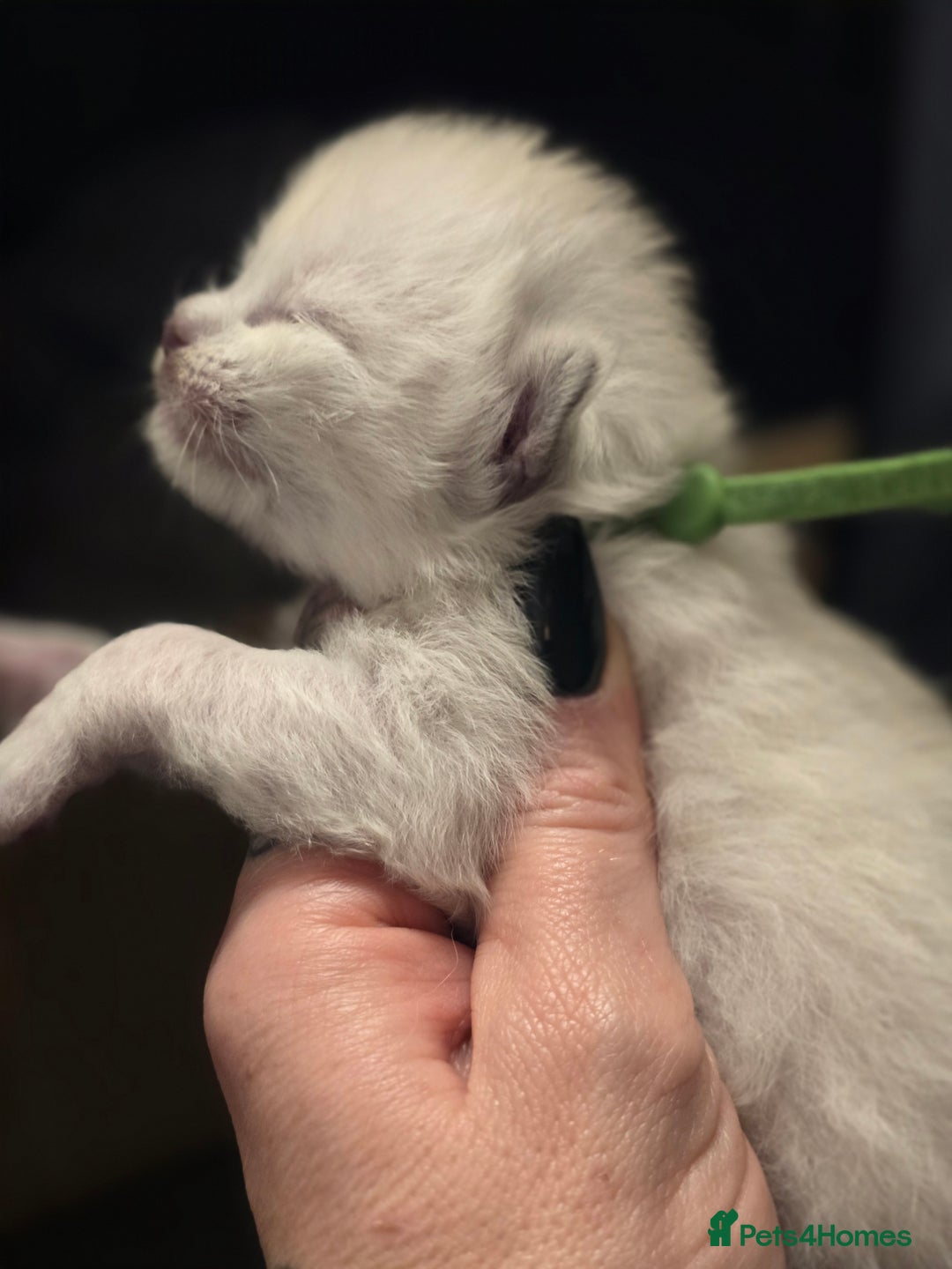 Ragdoll cats for sale: Precious GCOF Registered Ragdoll Kittens - 3 Boys - Advert 10