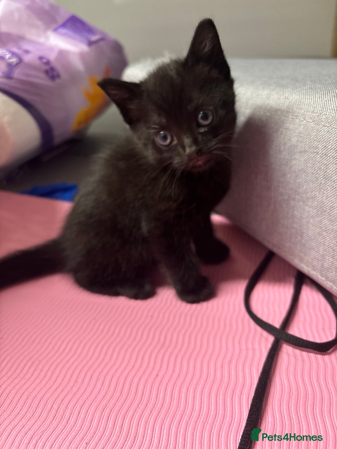 Mixed Breed cats for sale: Need to go ASAP - Image 6