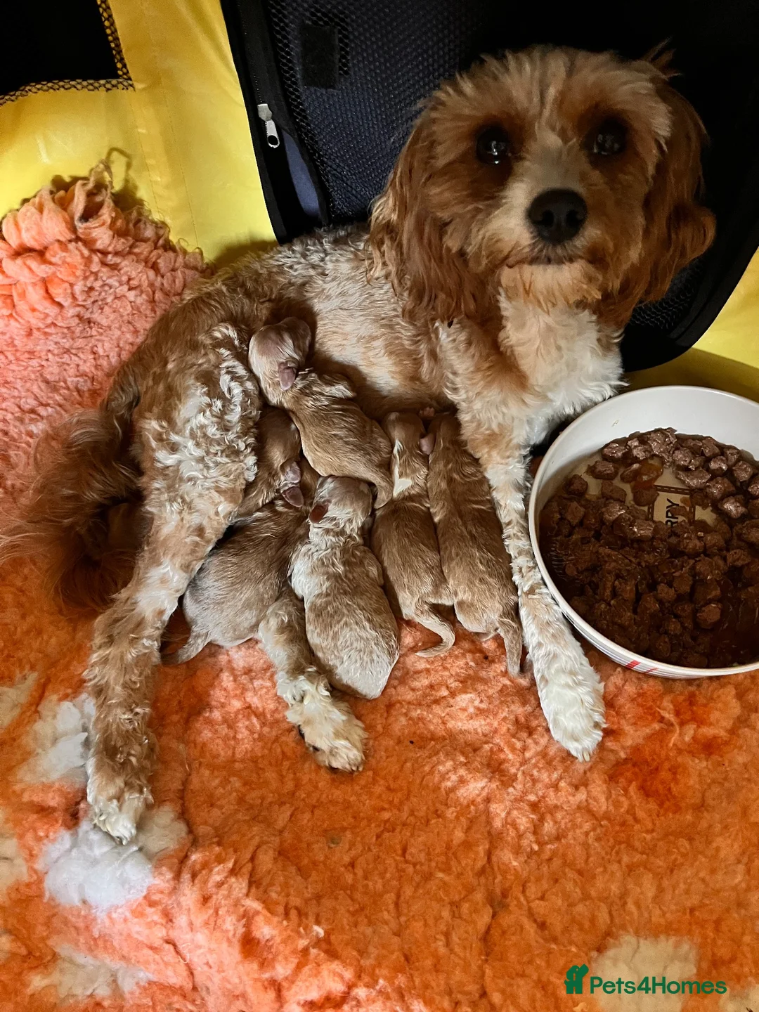 Cavapoo dogs for sale: Beautiful f1b cavapoo babies  - Advert 1