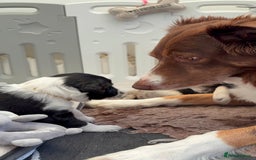 Bordoodle dogs for sale: Bordoodle Pups - Image 14