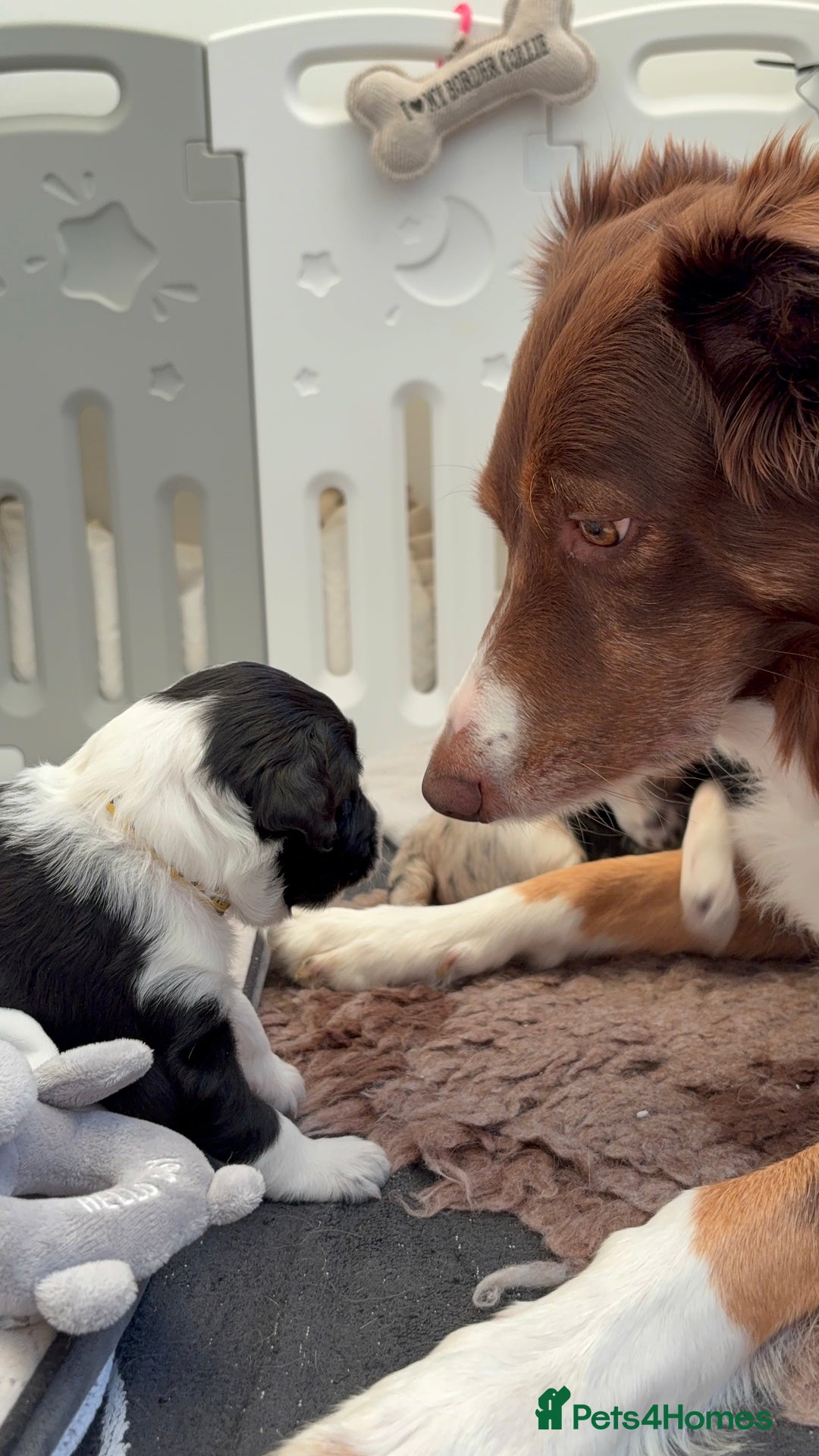 Bordoodle dogs for sale: Bordoodle Pups - Image 14