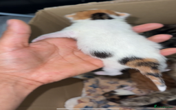 Norwegian Forest Cat cats for sale: Kittens for sale  - Image 13