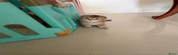Scottish Fold cats for sale: Stunning Scottish fold kittens are ready - Advert 5