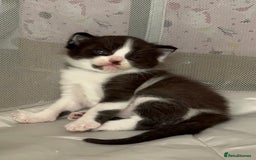 Ragdoll cats for sale: 2 kittens available 1 female, 1 male  - Image 9