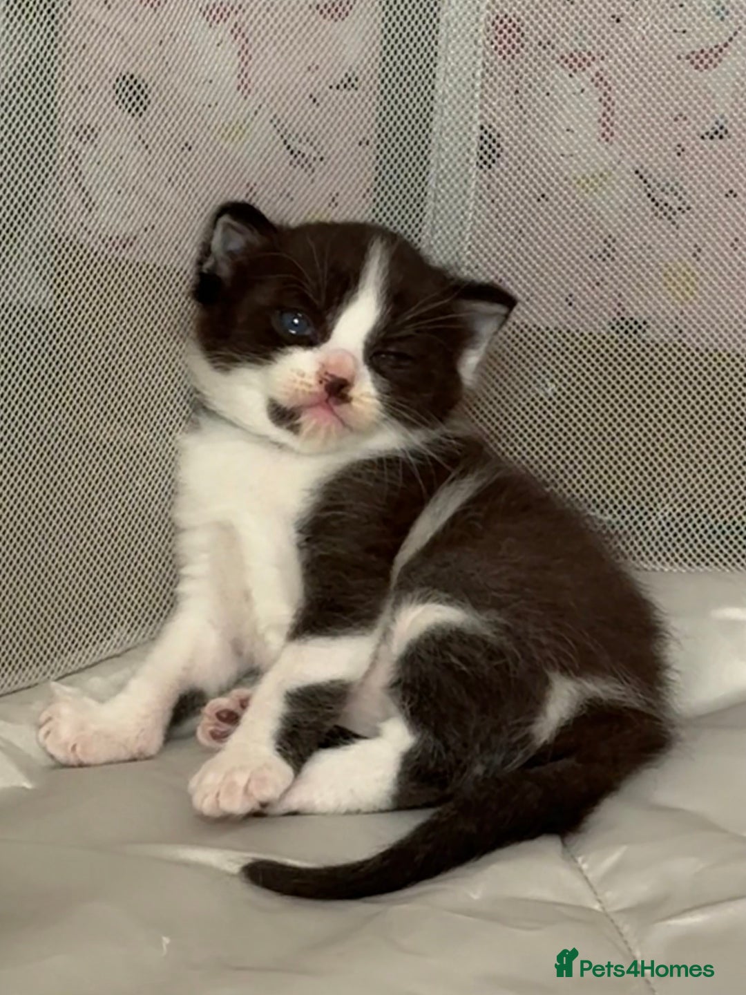 Ragdoll cats for sale: 2 kittens available 1 female, 1 male  - Image 9