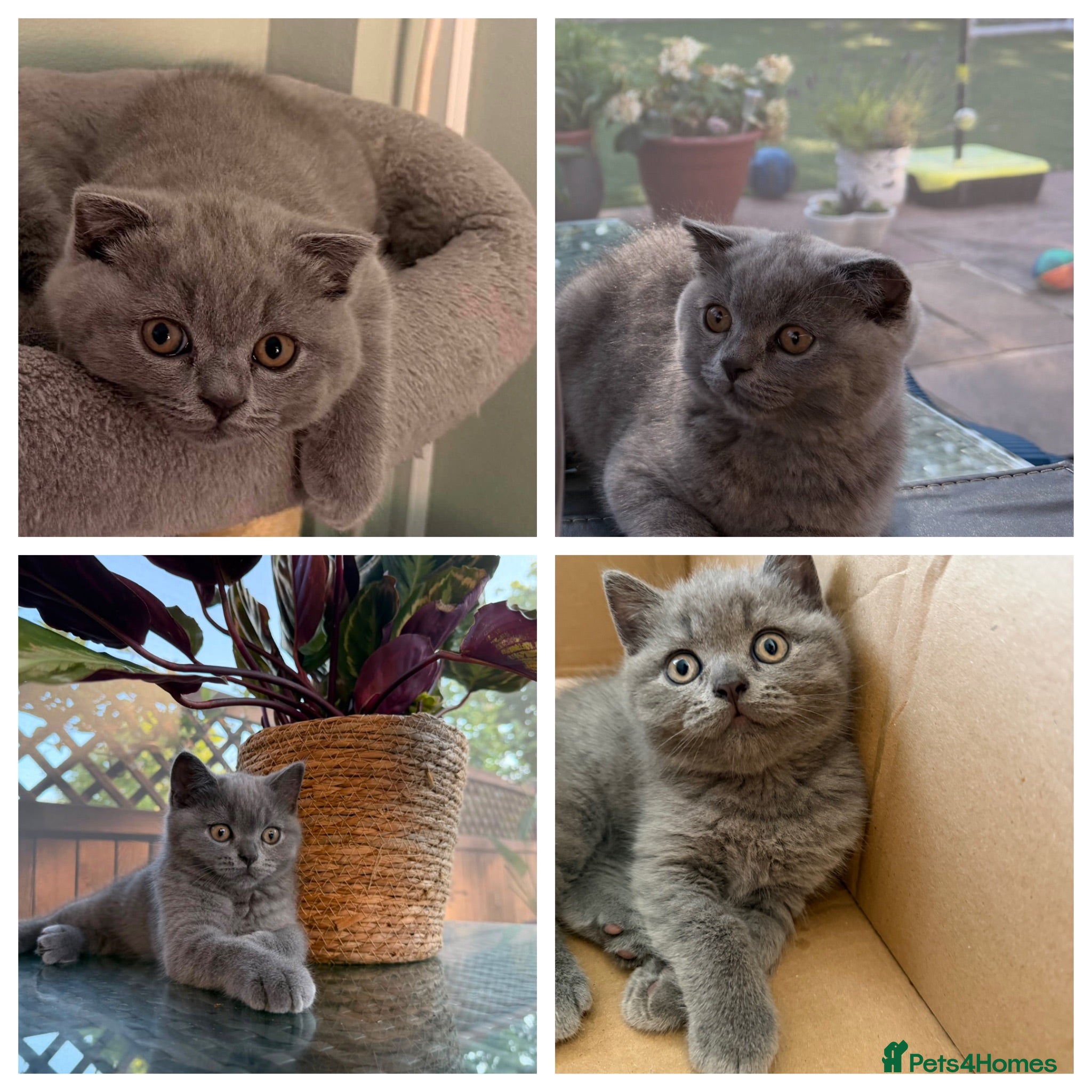Scottish Fold cats Scottish Fold and Scottish straight kittens. - Advert 1