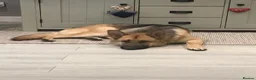 German Shepherd dogs for sale: Simba 8 year old German Shepard needs new home  in Scarborough - Advert 11