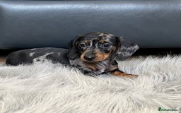 Dachshund dogs for sale: Miniature Dachshund female puppy  - Image 5