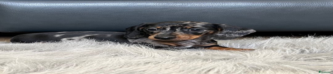 Dachshund Puppy 2