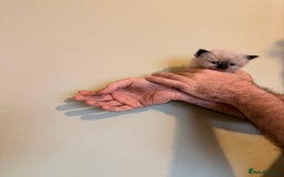 Ragdoll cats for sale: Adorable Ragdoll Kittens  - Image 11